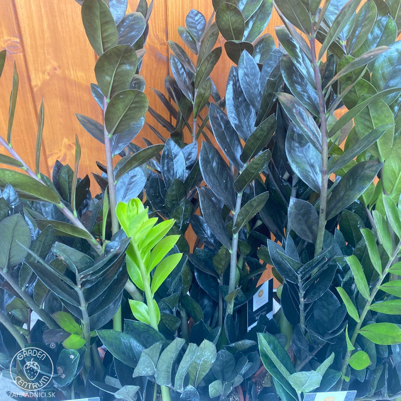Obrázok Zamiokulkas (Zamioculcas zamifolia) ´RAVEN´ - výška 50-60 cm, kont. C2L